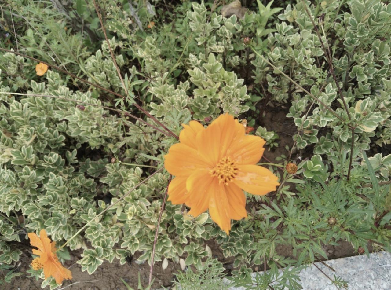 记录我的2026年纪大了就是睡不着，老早就起来了。说好的是入睡快，没有什么困难，