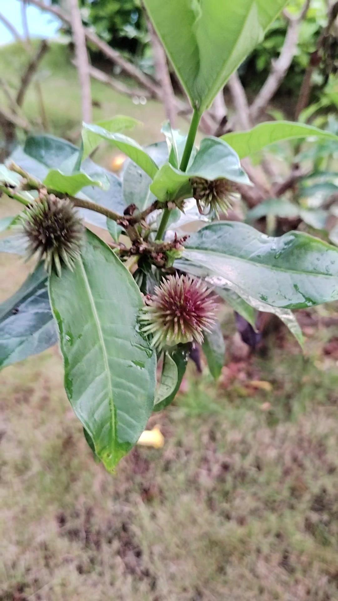 这果子叫啥？像红毛丹的仿品？🥑谁能告诉我这果子到底叫什么？我问过1000个人都