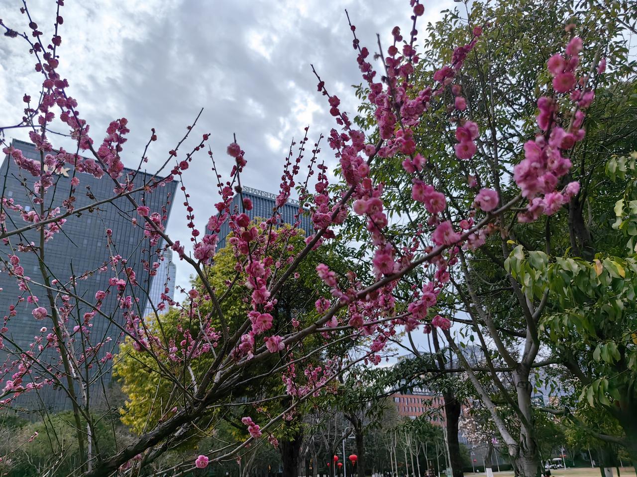 分享一张你相册的拍的花