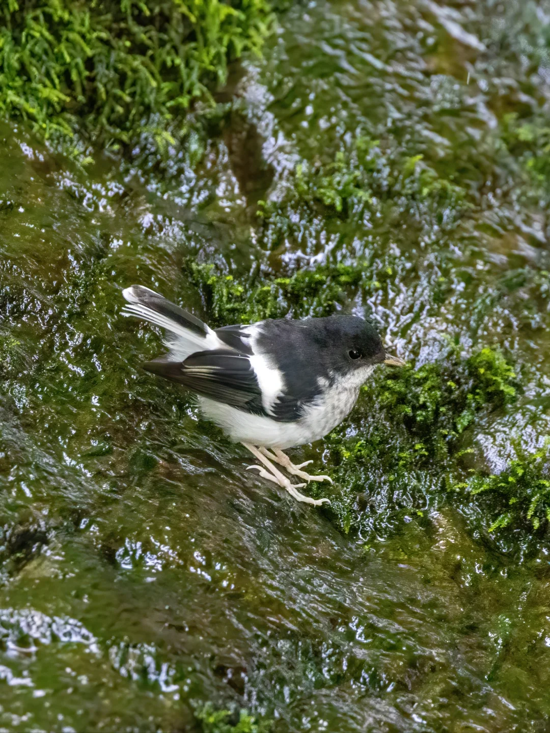 可爱的小燕尾在青苔上走路(混为一体版)