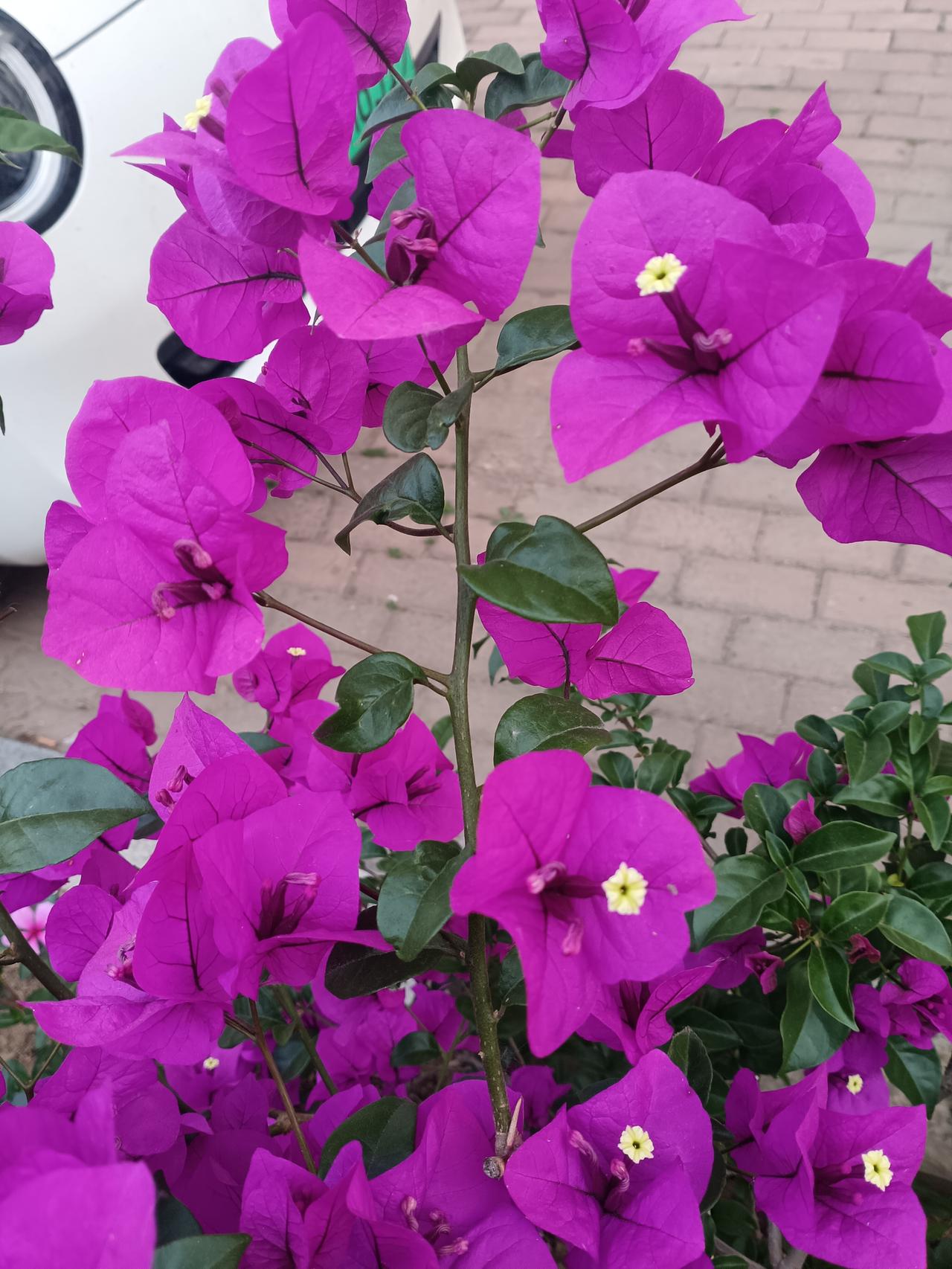 艳紫三角梅热烈盛放，花瓣舒展如蝶，缀着点点嫩黄，把街头染得鲜活明媚。
