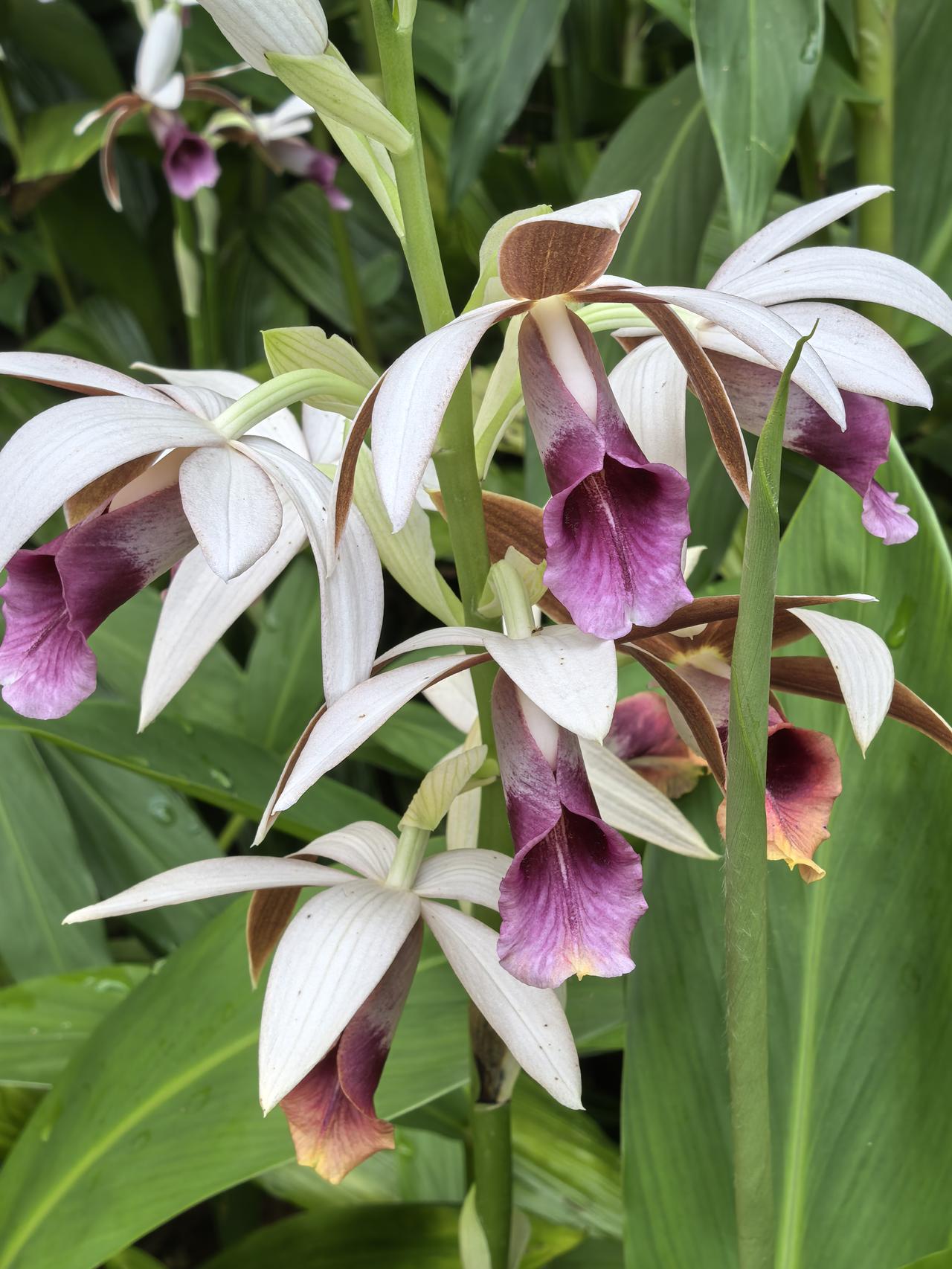 如果丹顶鹤会讲话，它可能会对人类使用“鹤顶兰”的名称提出抗议。
鹤顶兰名字的由来