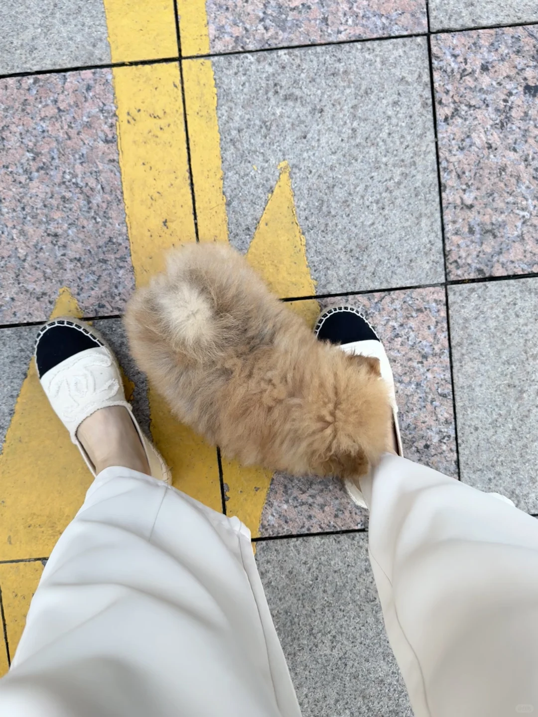 35码的小狗狗