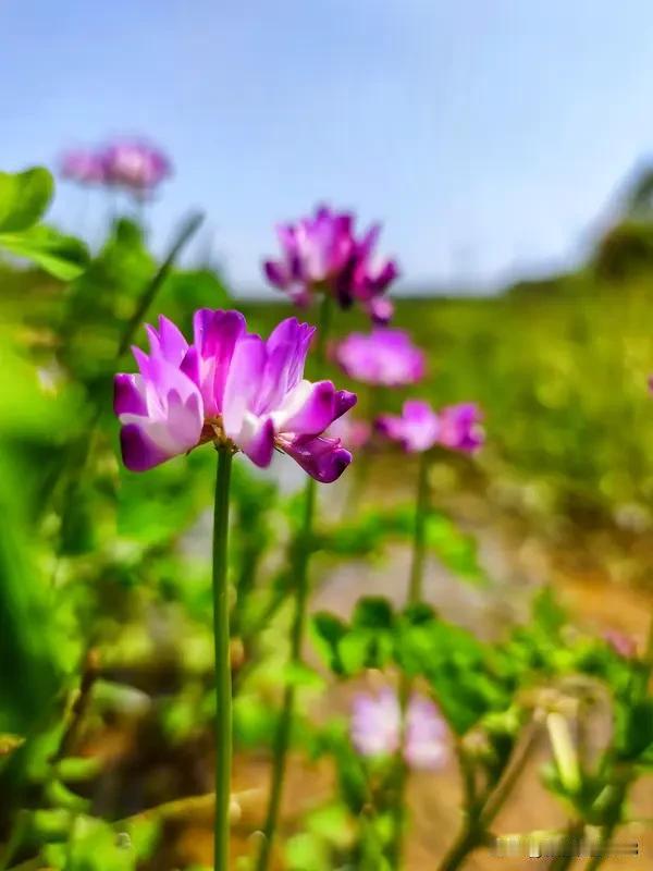 今年春天最想实现的心愿今年春天最想攒够年假回南方小城，陪外婆去看堤上开遍的紫云英