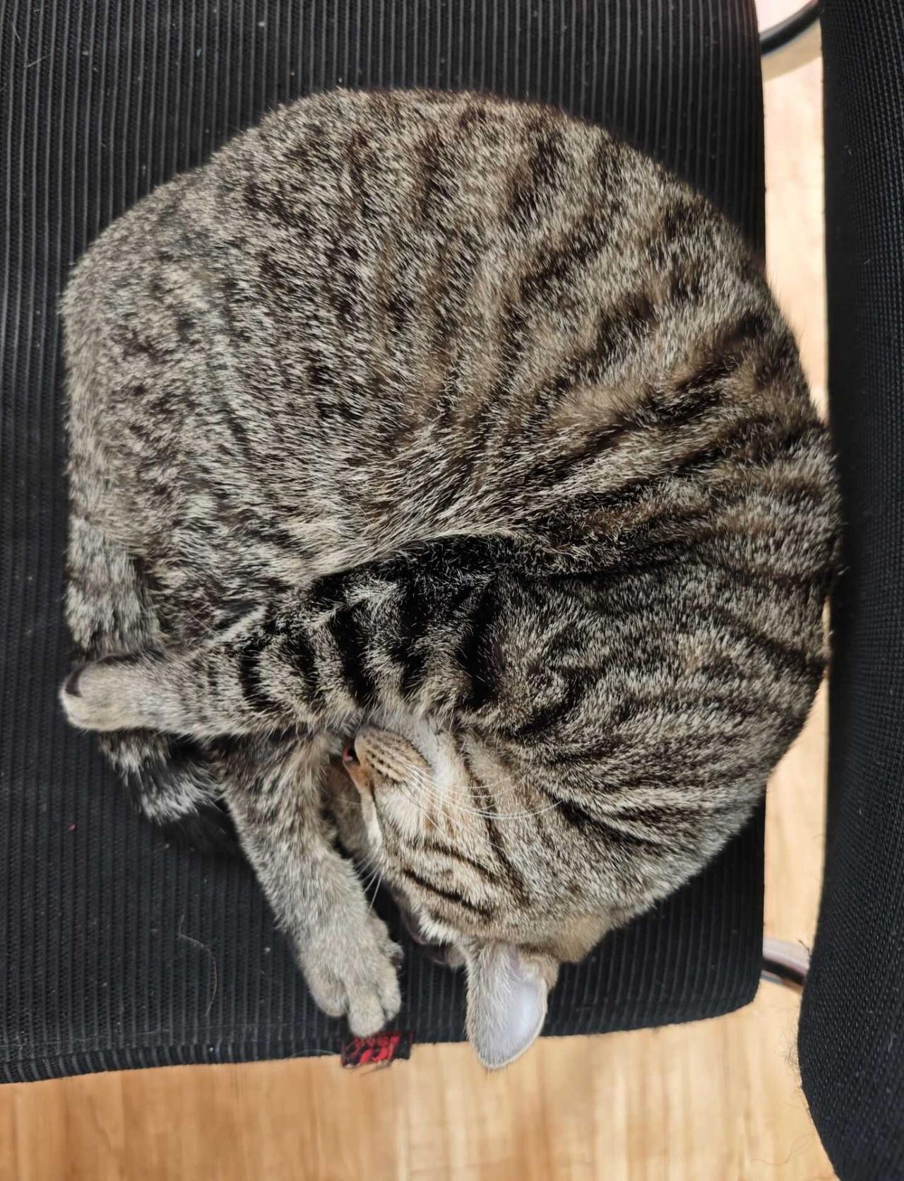 国家一级跳水运动员
养猫就养狸花猫