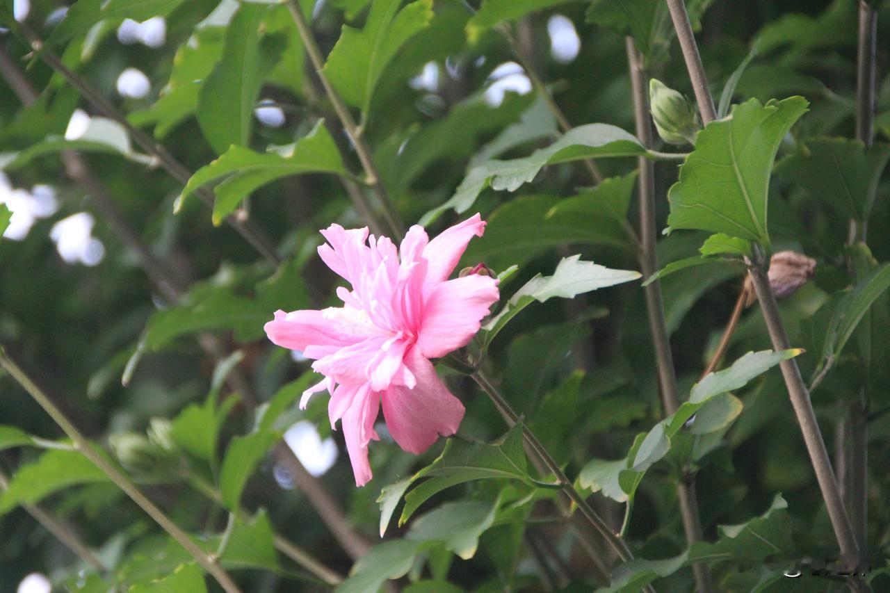 夏雨荷花艳
秋风菊蕊香
——大暑时节的一场夜雨之后，晨光乍现稍纵即逝。木槿花开得