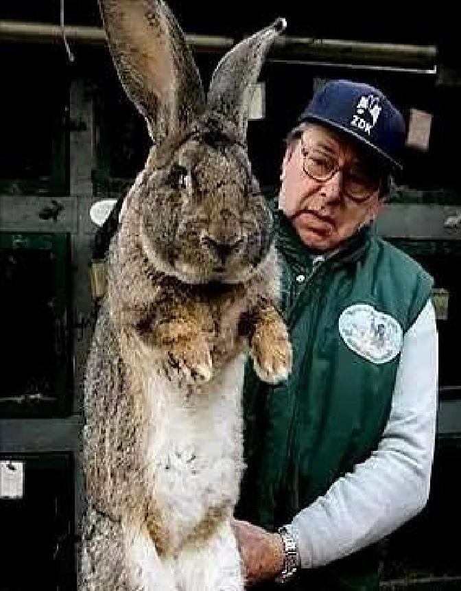 快讯！快讯！。
 
据媒体报道，澳大利亚多州农业部门突然宣布了针对野兔的公众提醒