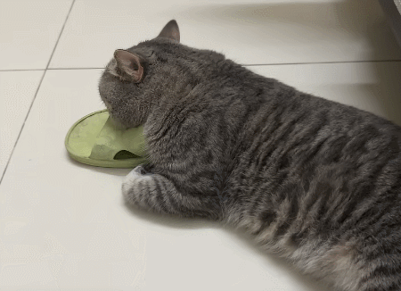 猫咪和拖鞋的不解情缘 ​​​