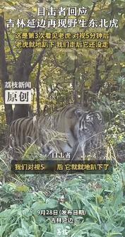 “胆大的没边了！”9月28日吉林延边，一男子停车在路边休息时，突然看到野生东北虎
