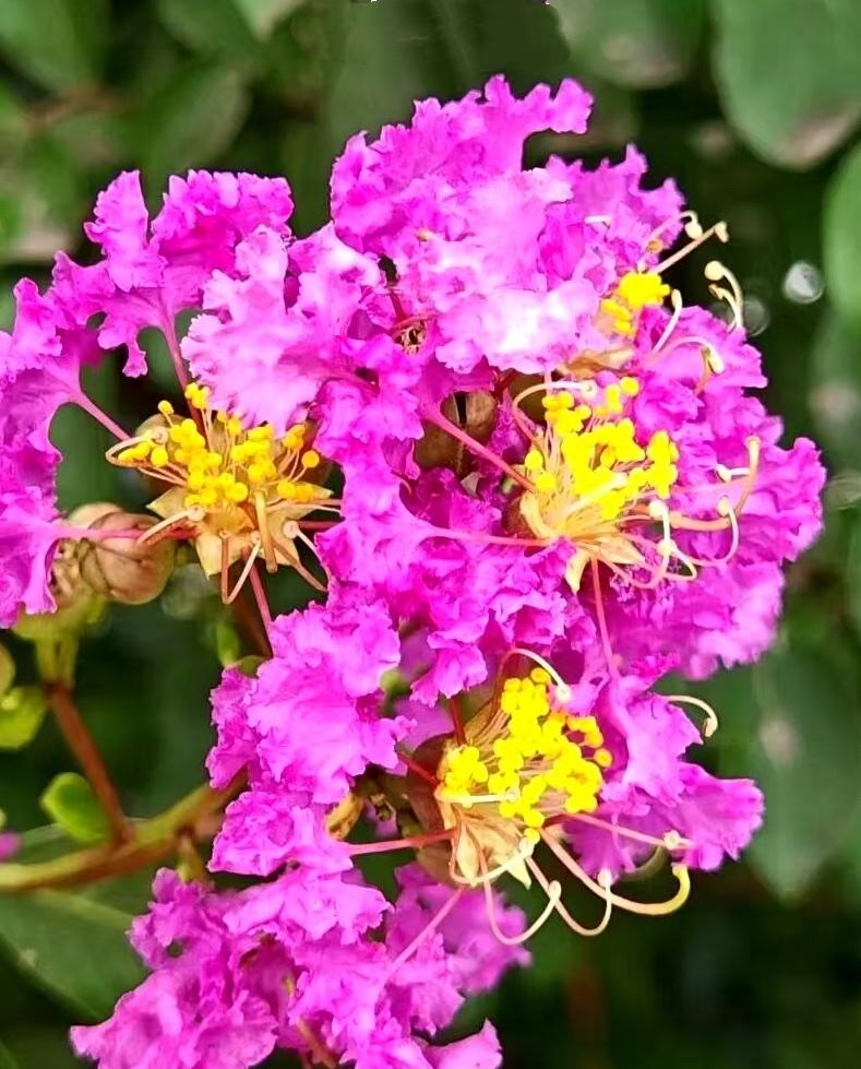 嫣然天使簇花开……