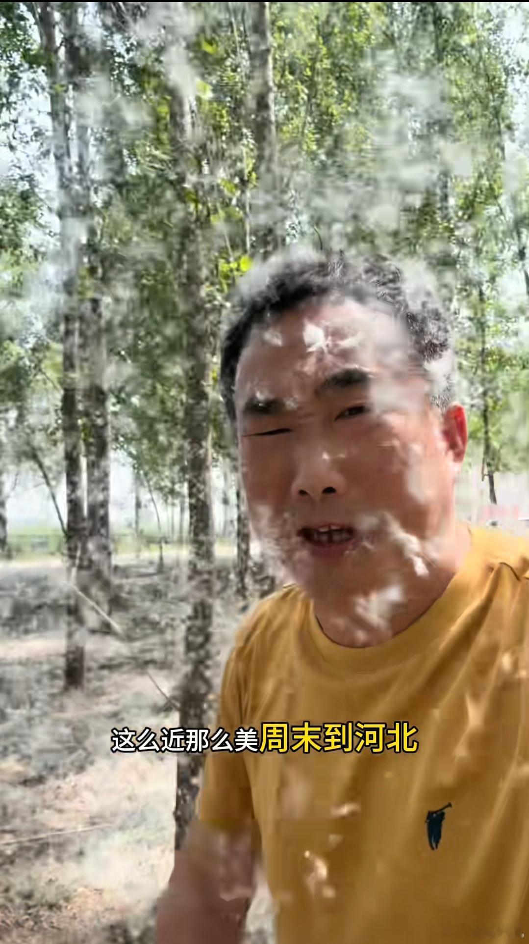 之前一直觉得短视频这么多柳絮是拍段子直到今儿回老家看到实景[跪了]真是像下了一层