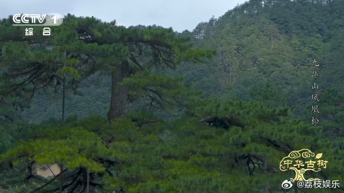 风一吹千年古松秒变展翅凤凰约1400岁古松树像一只大凤凰 1400年的古松也太神