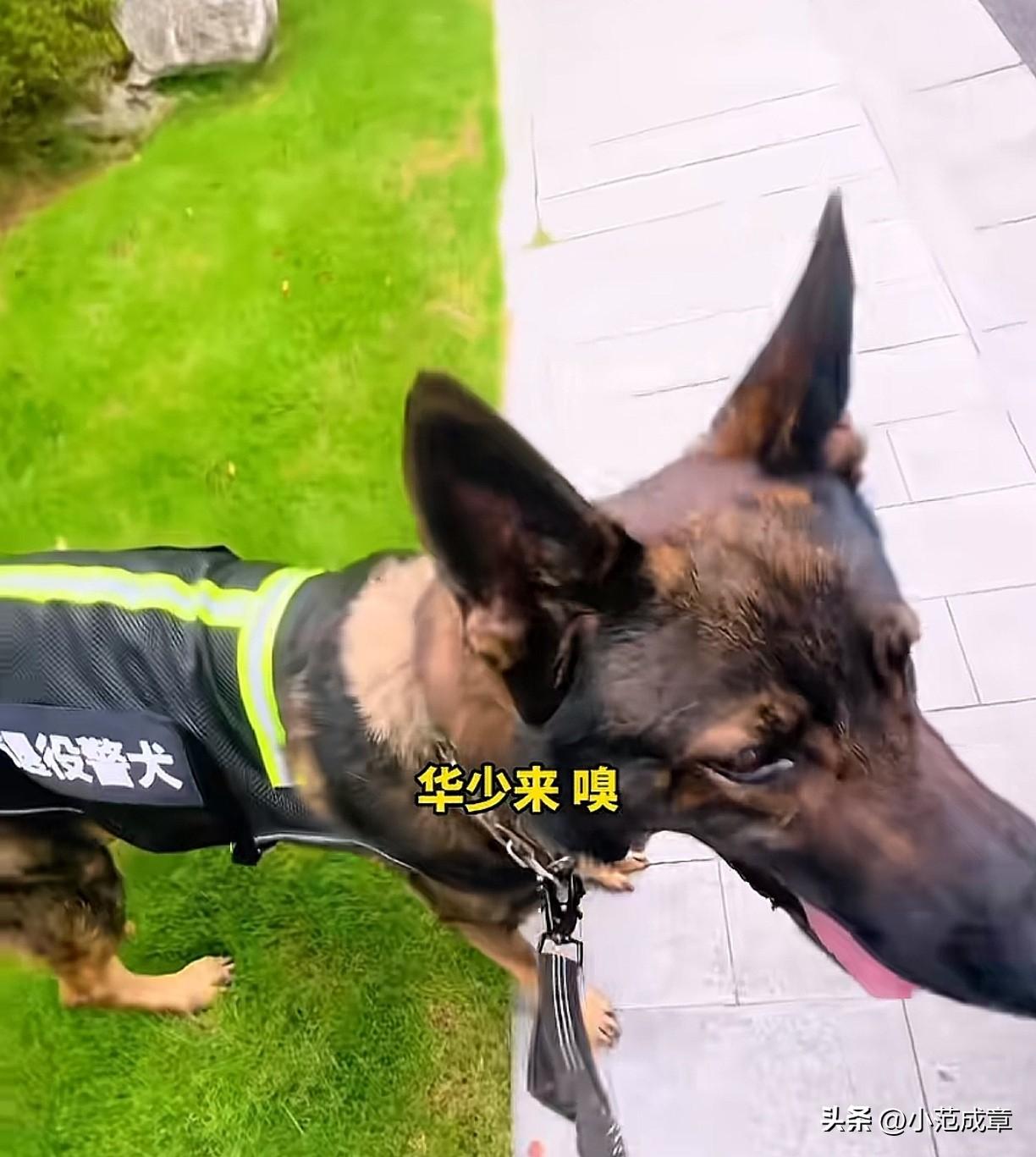 这狗真是神了。

大家都知道，训练有素的警犬可以通过气味找到目标，这是警犬特有的