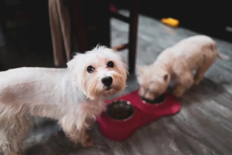 安徽马鞍山这“宠物狗上桌就餐”事件挺引人关注。4月6日花山区市场监管局通报，媒体