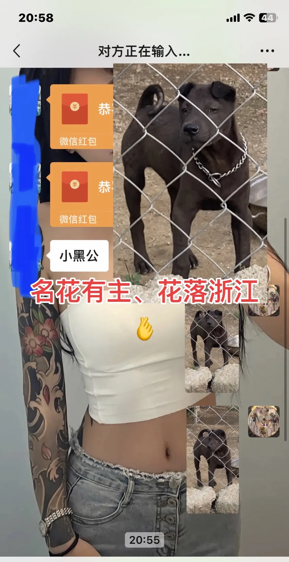 大沥骨沙幼犬