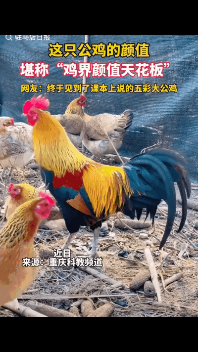 近日，有网友无意中拍到一只大公鸡，这只大公鸡的颜值堪称“鸡界天花板”！
网友：终