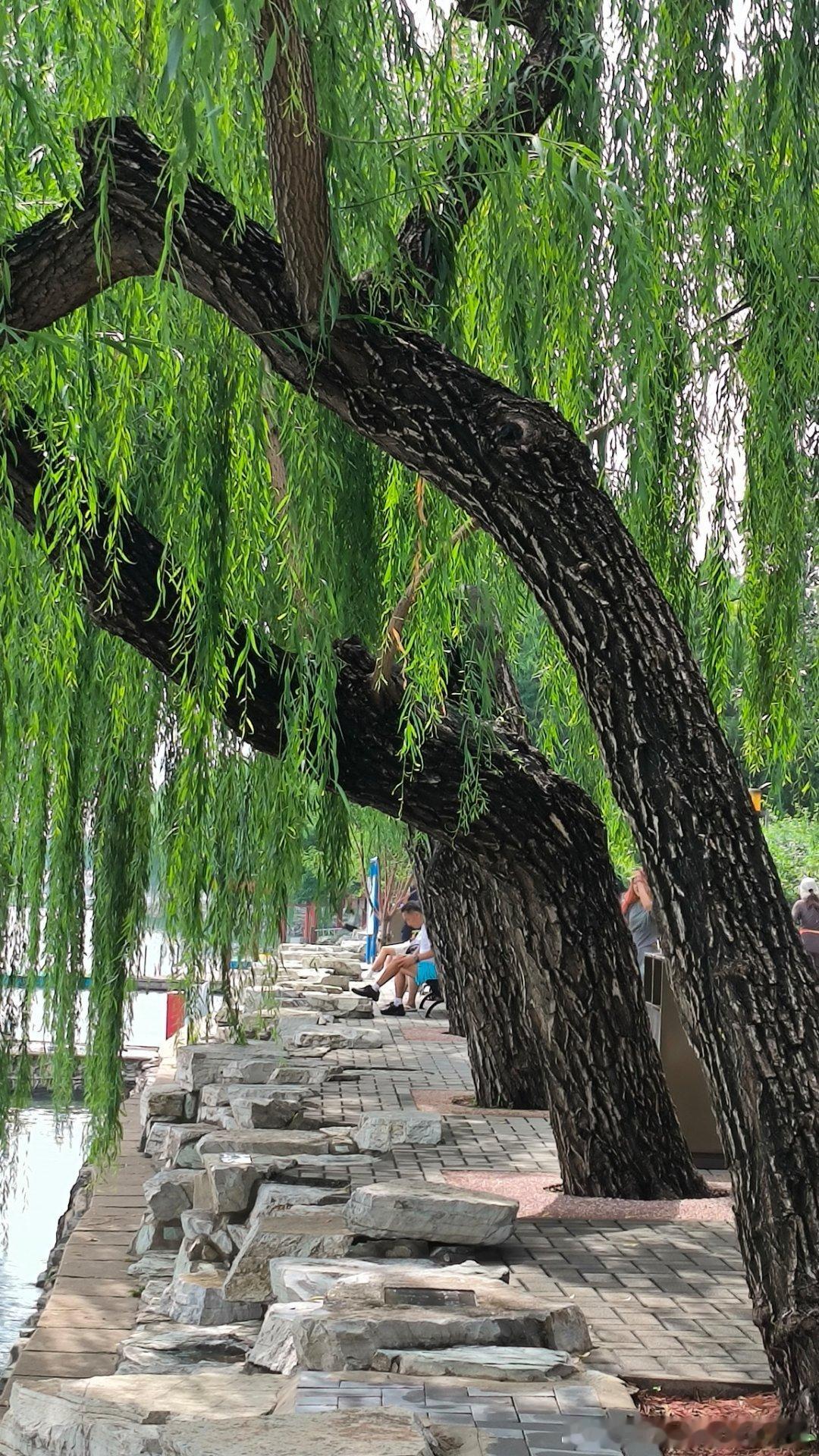 夏天就这样过去了，你们有遗憾吗？我没有，因为接下来的秋天会更美。 ​​​