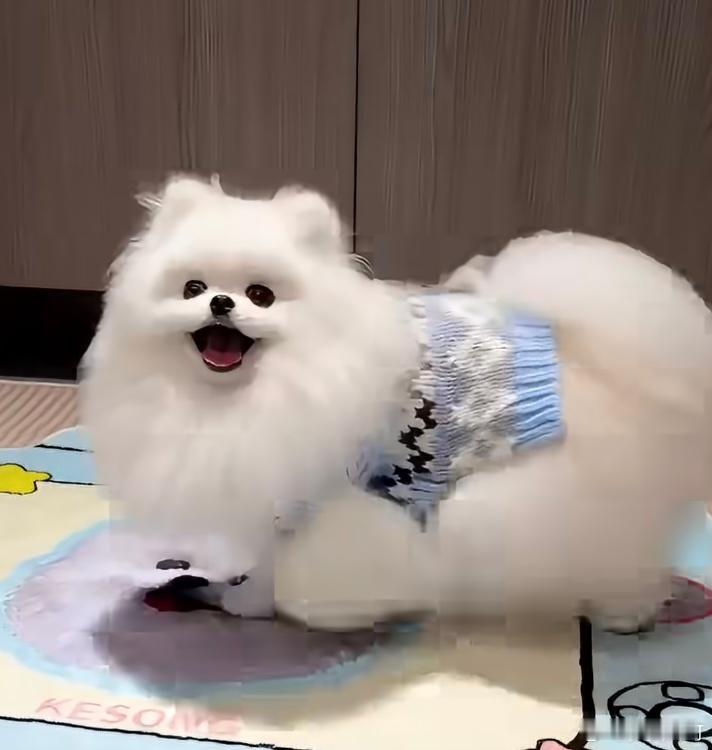 一抬手就知道打没打过狗狗狗这么可爱怎么会打它呀。 ​​​