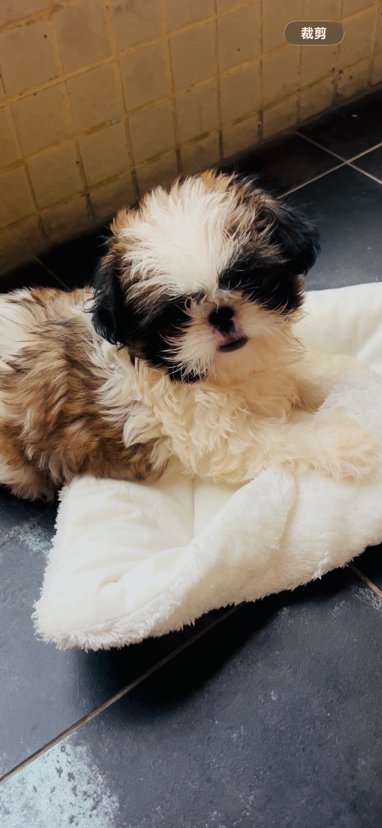🐶新家第一晚，我就亲历了一场因我而起的家庭辩论赛。爸爸看电视，音量开得震天响。