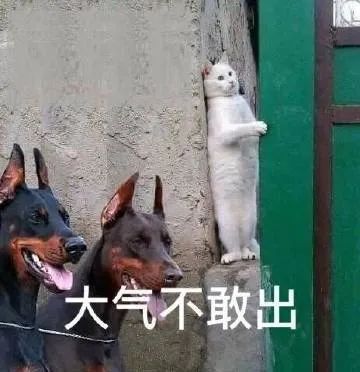 聊天加分项！这些搞笑表情包，让对话不再单调 更新不易，拿图点赞[心]更多表情包请