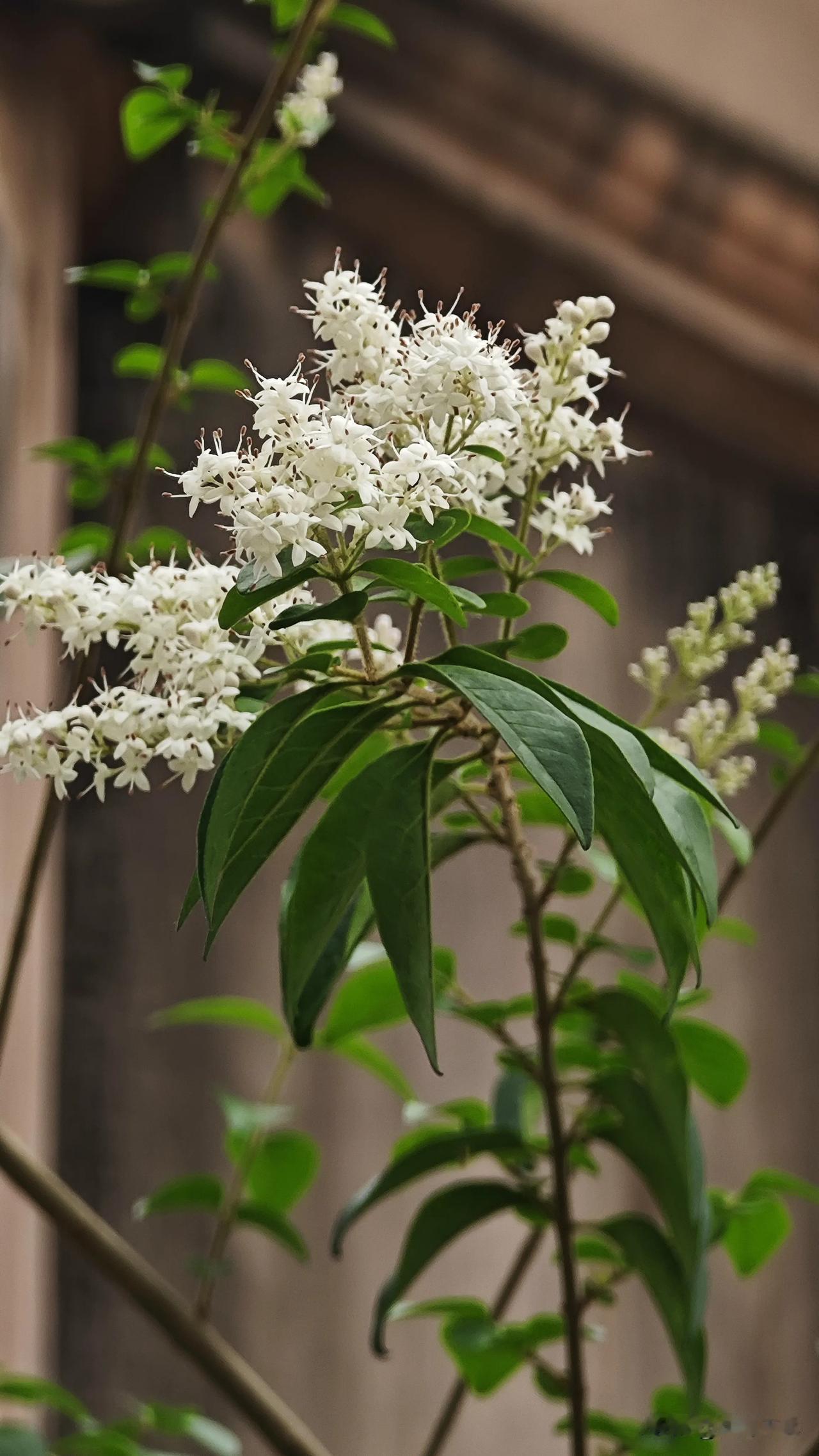 在晨光与暮色的褶皱里，
卵叶女贞以绿篱的姿态站立，
却把灵魂开成了雪的形状。
