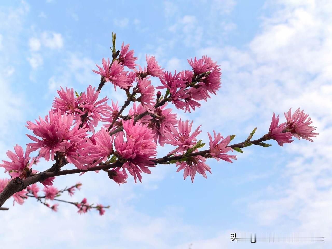 没想到昨天吃了几颗蓝莓，让我虚惊一场。

昨晚刷牙的时候，我偶然看到舌苔上有一层