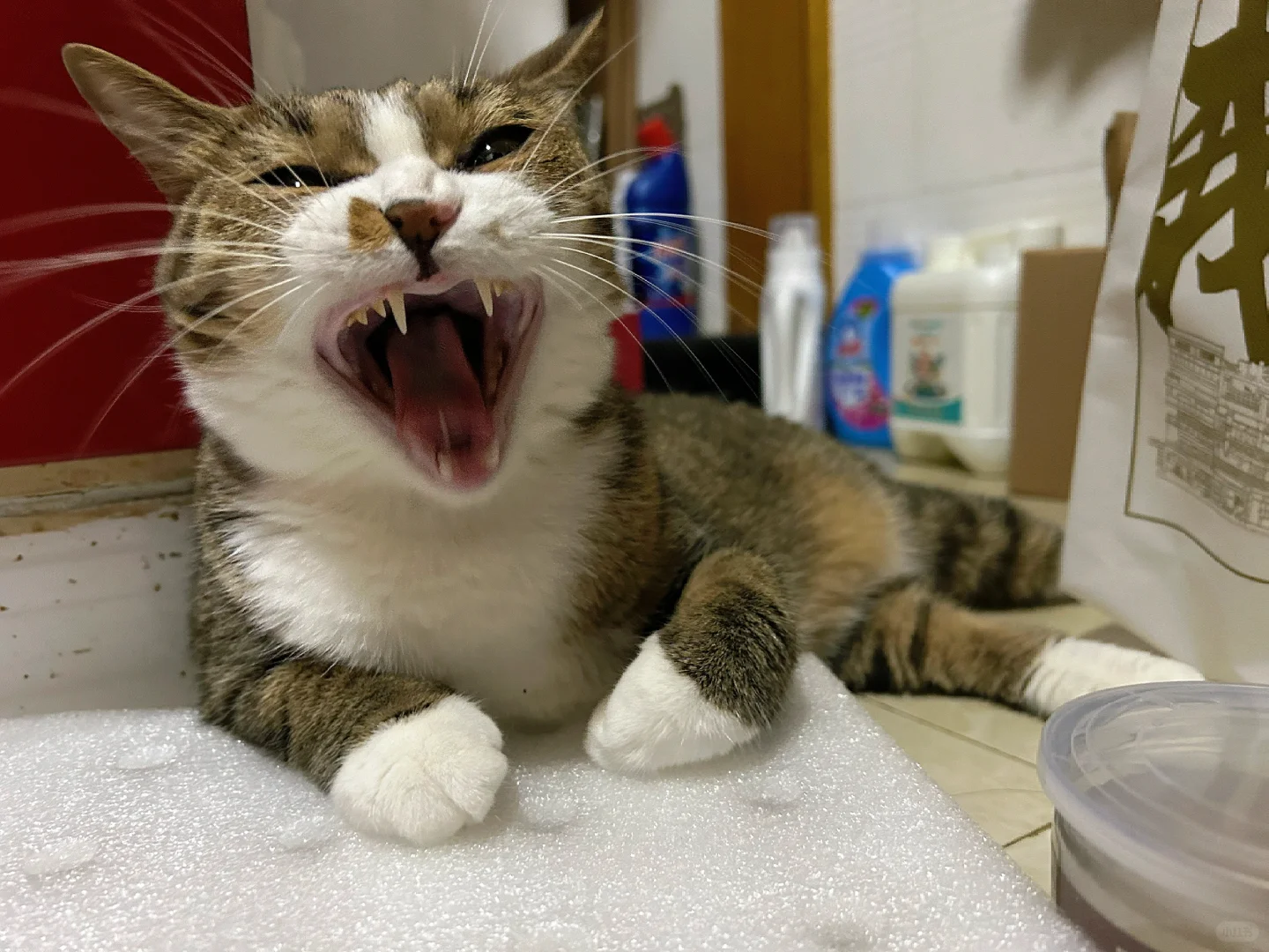 小猫要吃人啦！