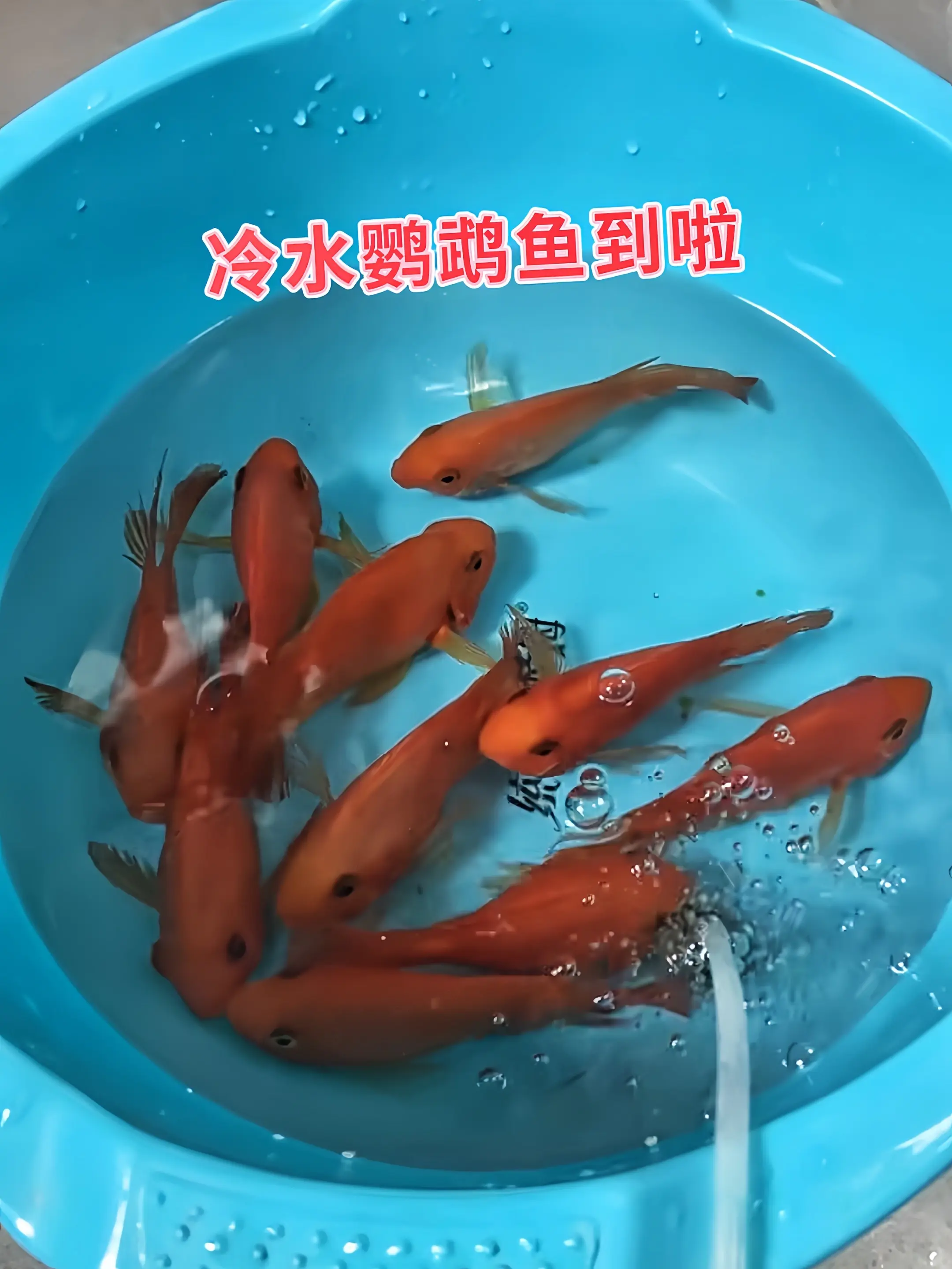 无需温控，不惧温差，冷水鹦鹉鱼用一抹绚丽色彩承包你的四季惊喜！活泼亲人...