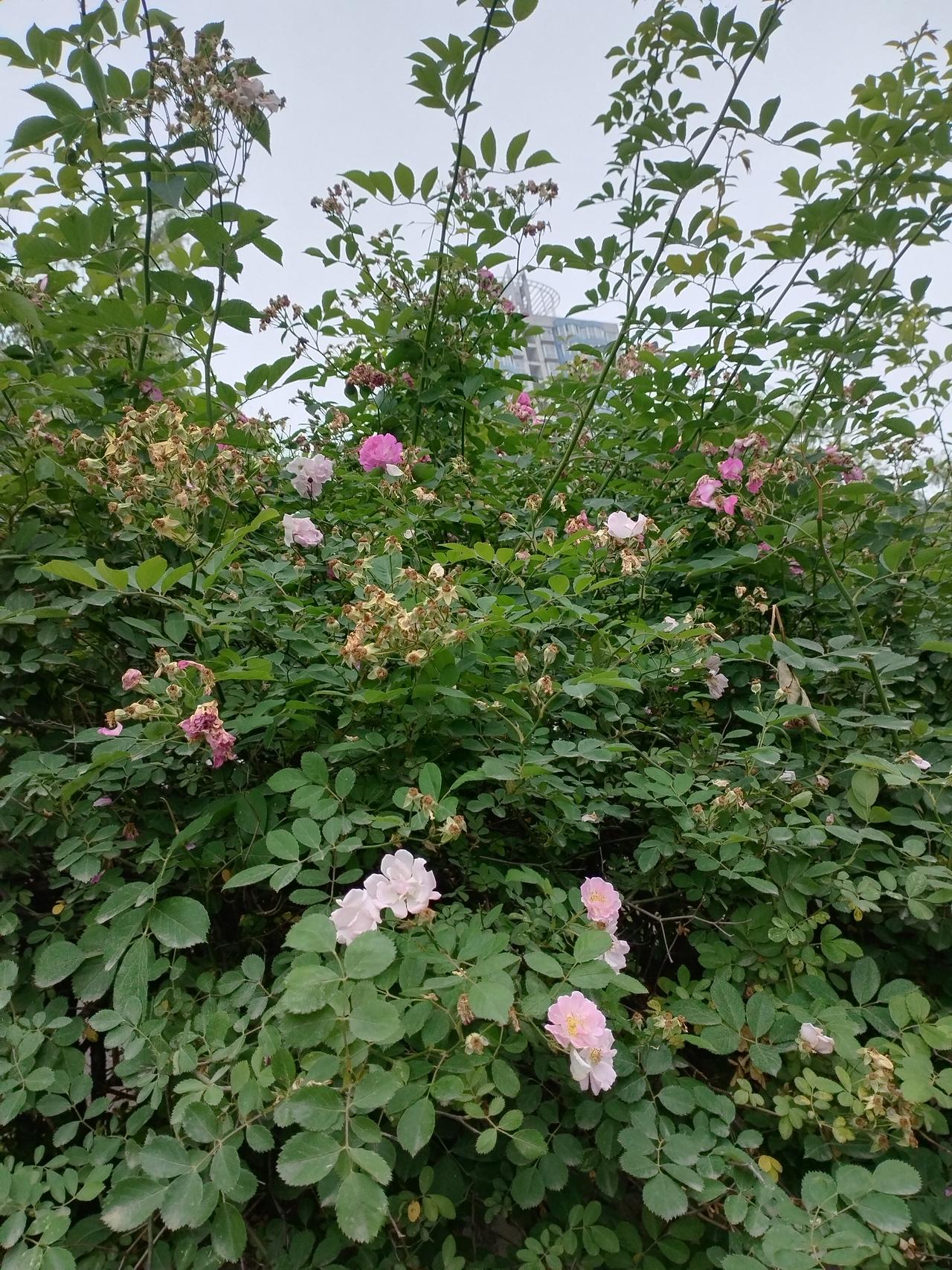 清雅闲适类
  1. 有酒有诗有逍遥解析：上联以“无”字铺陈，卸下世俗所有负累，