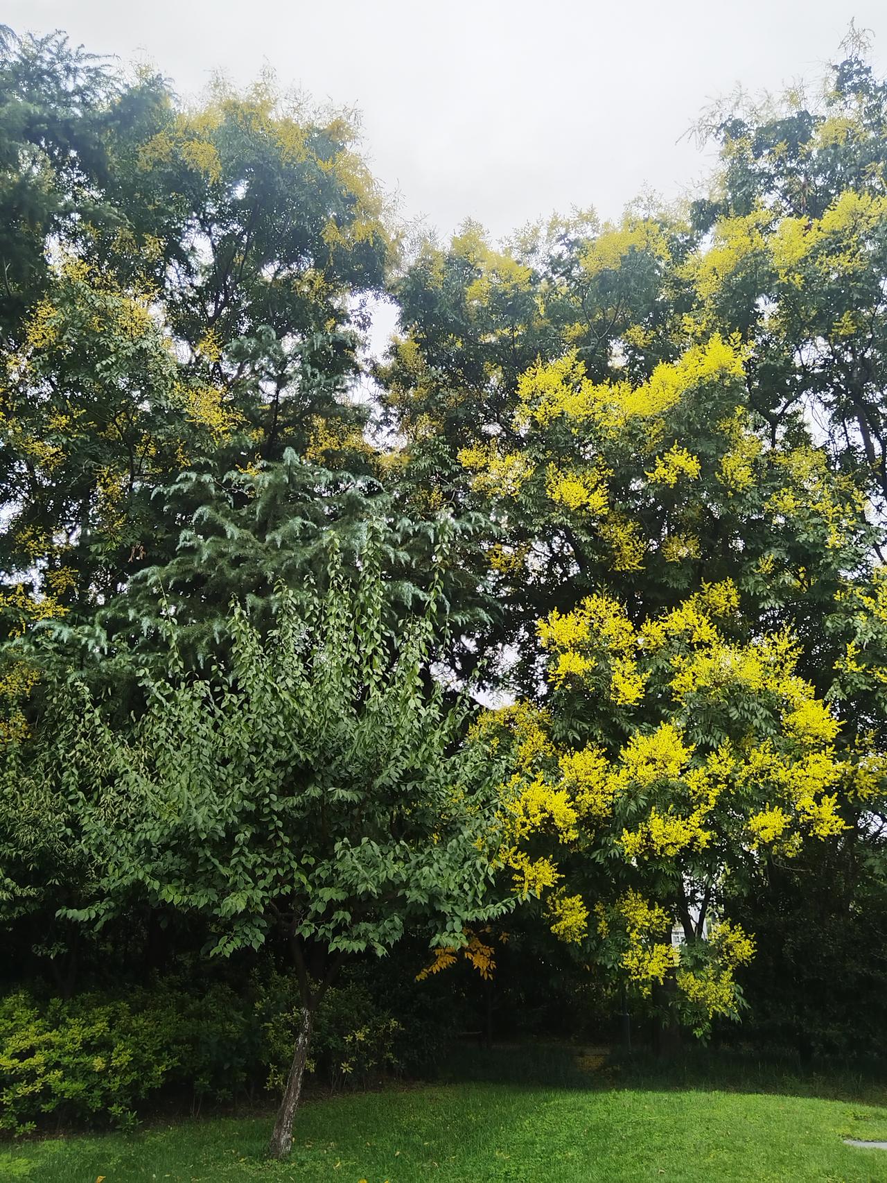 今天的天气真得是秋天到了
特别特别凉爽
北方刮的也呼呼叫
从此以后每一天都是越来