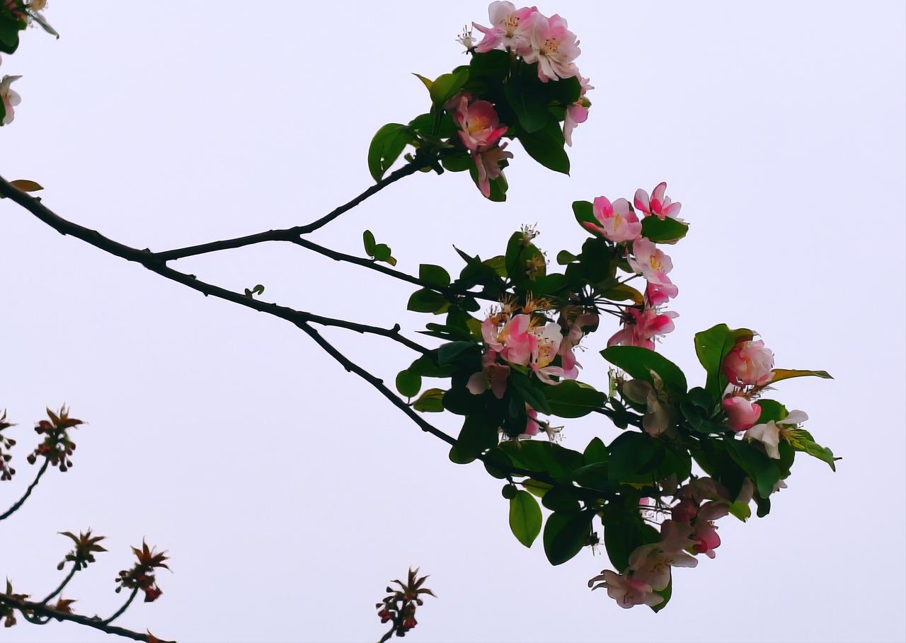 跟花一起醒，跟自律走
 
天刚亮，就被窗外的花香拽醒了。
 
枝头的海棠开得正盛