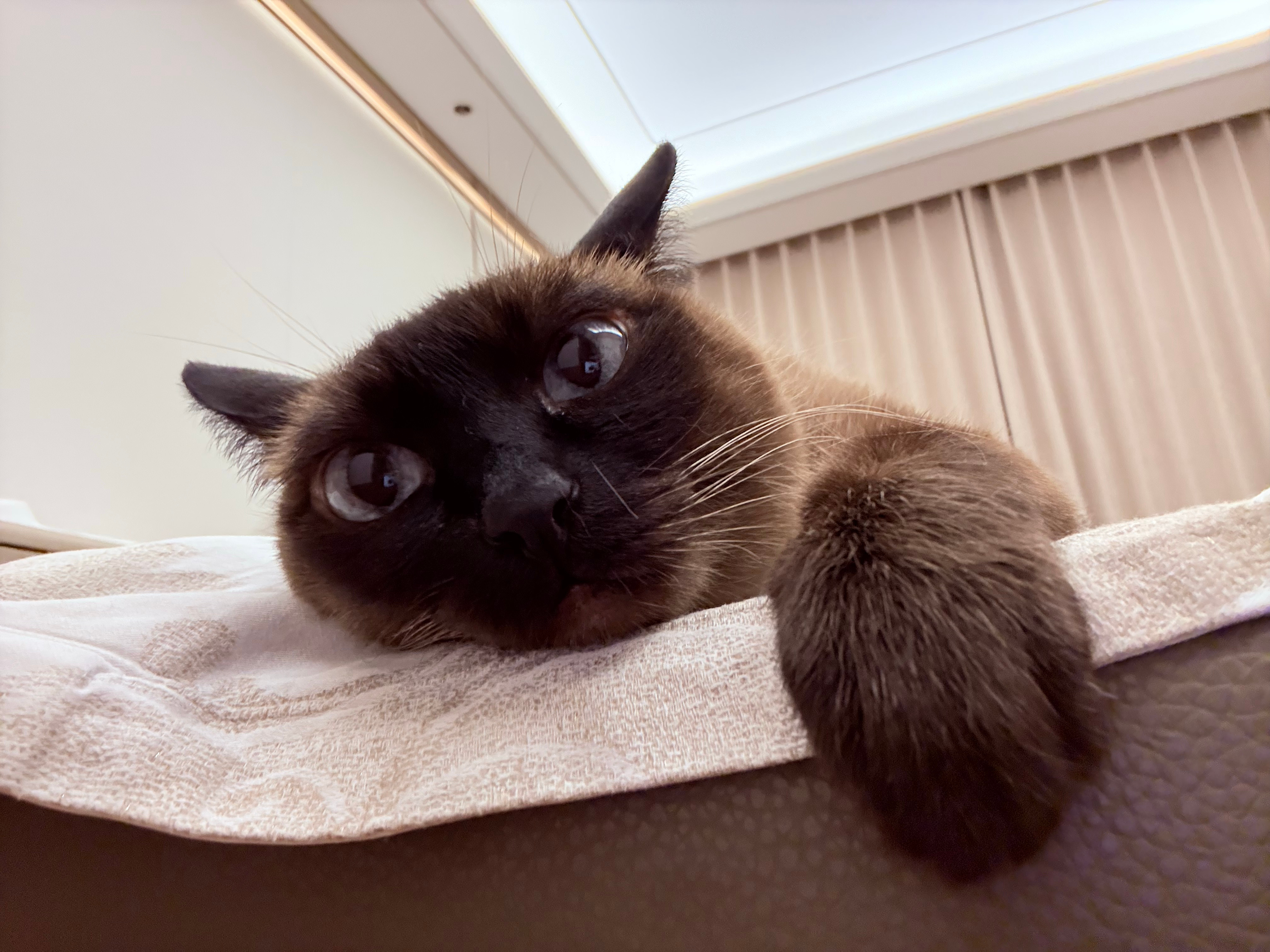 咪的世界一直下雨咪想晒太阳 