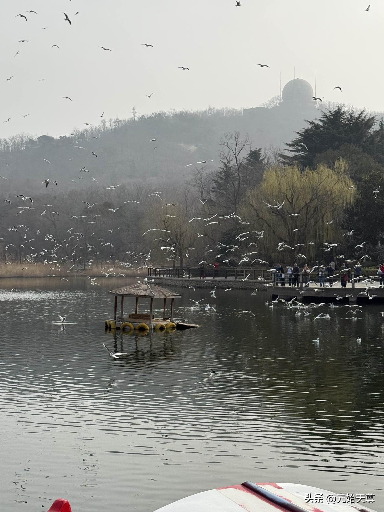 我昨天上午去青岛中山公园第一站就是去看小西湖的海鸥了，一个也没有不知去哪里了，我