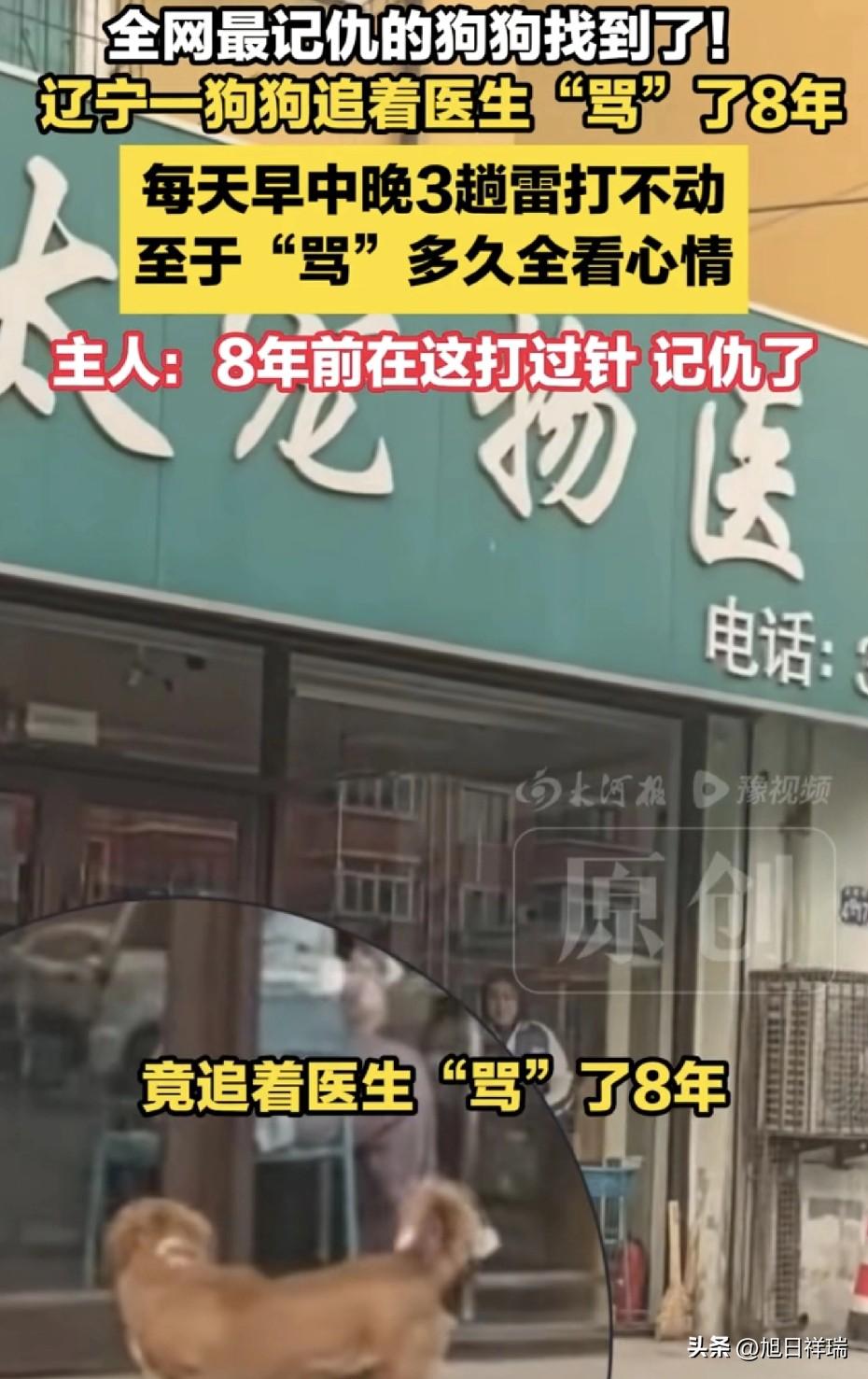 太记仇了！辽宁一狗狗追着医生“骂”了8年，每天早中晚3趟雷打不动，“骂”多久全看