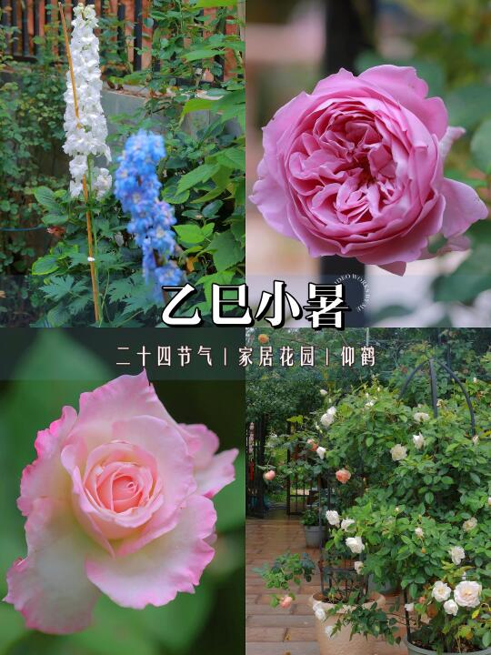 二十四节气｜花园里慢生活～🌸