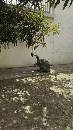 第一次看见这么大的乌龟
看龟壳年纪应该很老了吧！