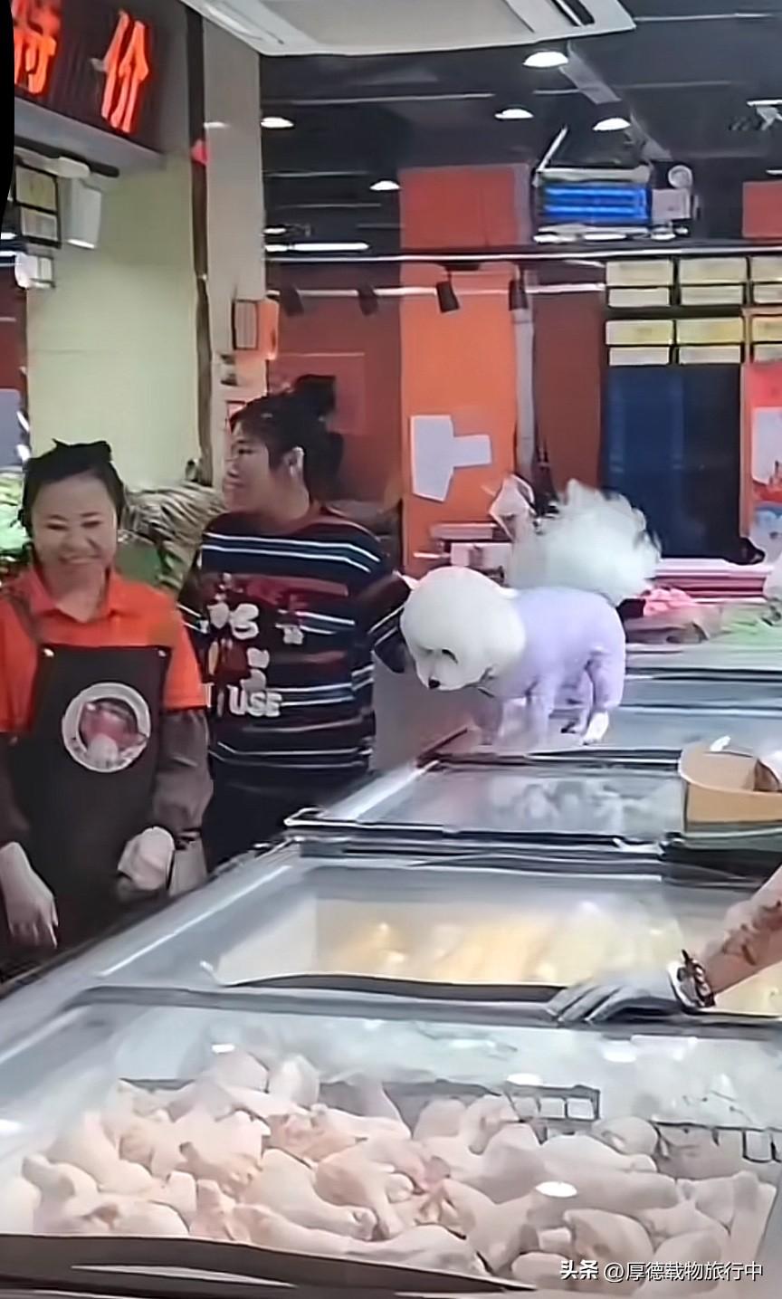 在超市里，又遇到一个不讲究的女人。怕超市的地弄脏狗的爪子，竟把狗子放在超市盛食品
