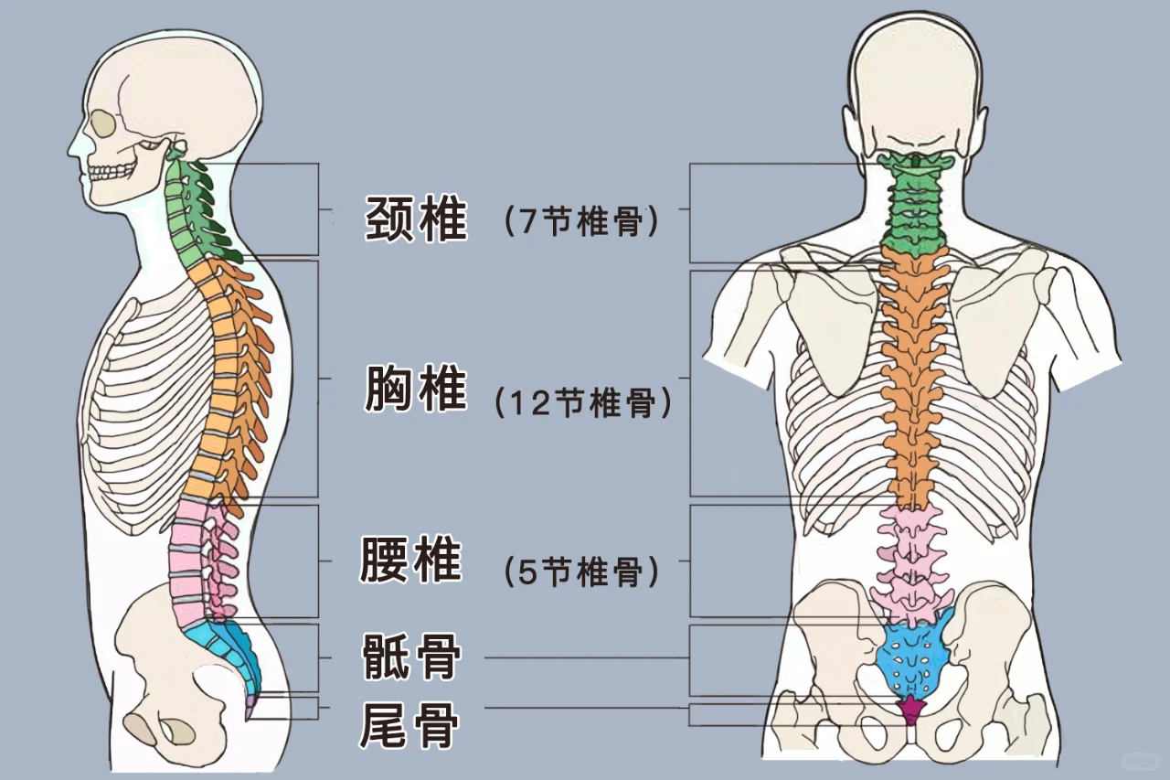 人体腰部结构图