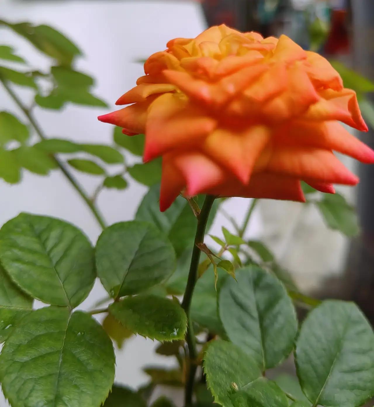 人生如行走在漫漫长路上，风雨兼程，跌宕起伏。今天早晨，我和老公携手步行，心怀感恩