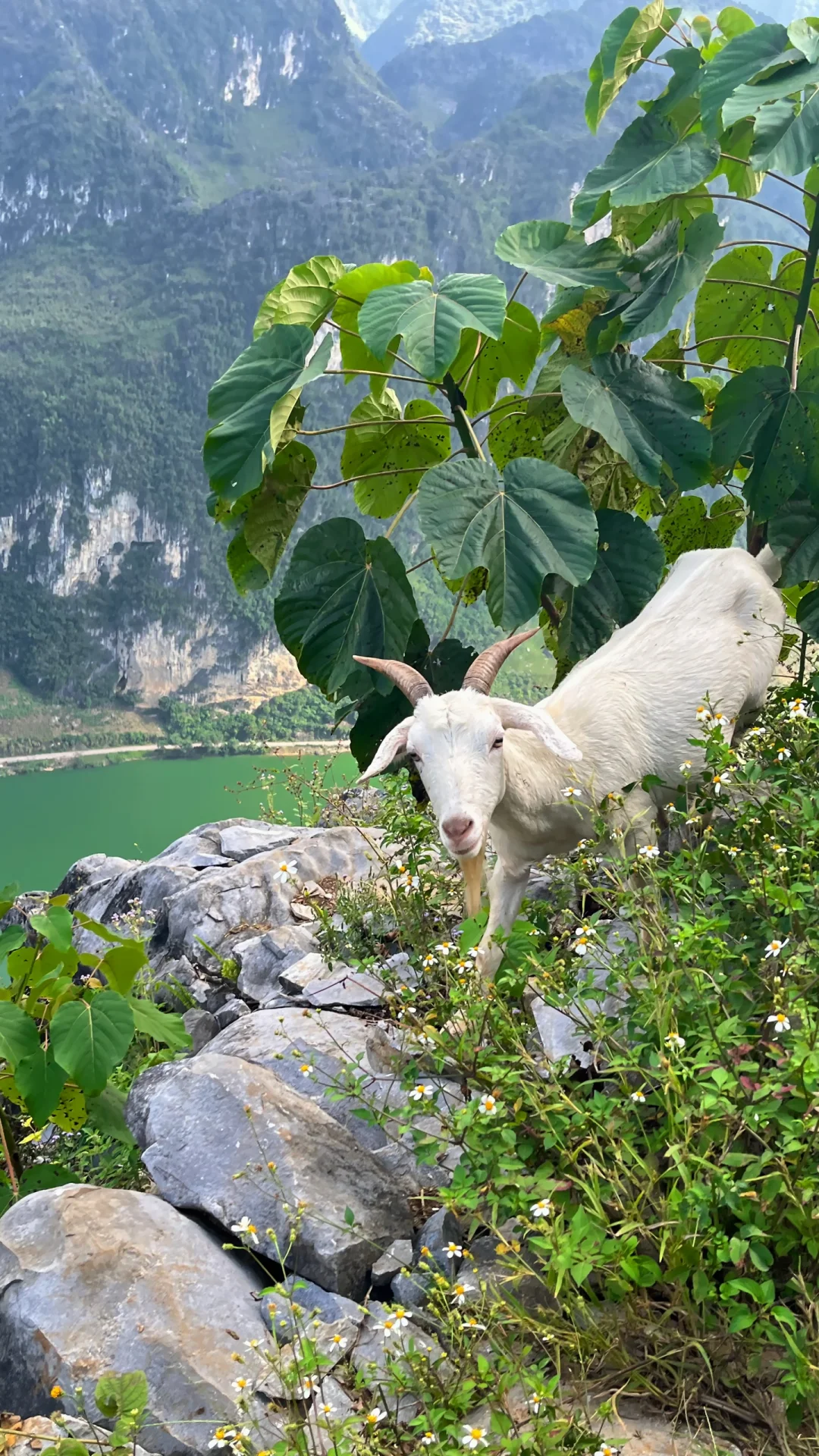 🐑爬山遇到羊