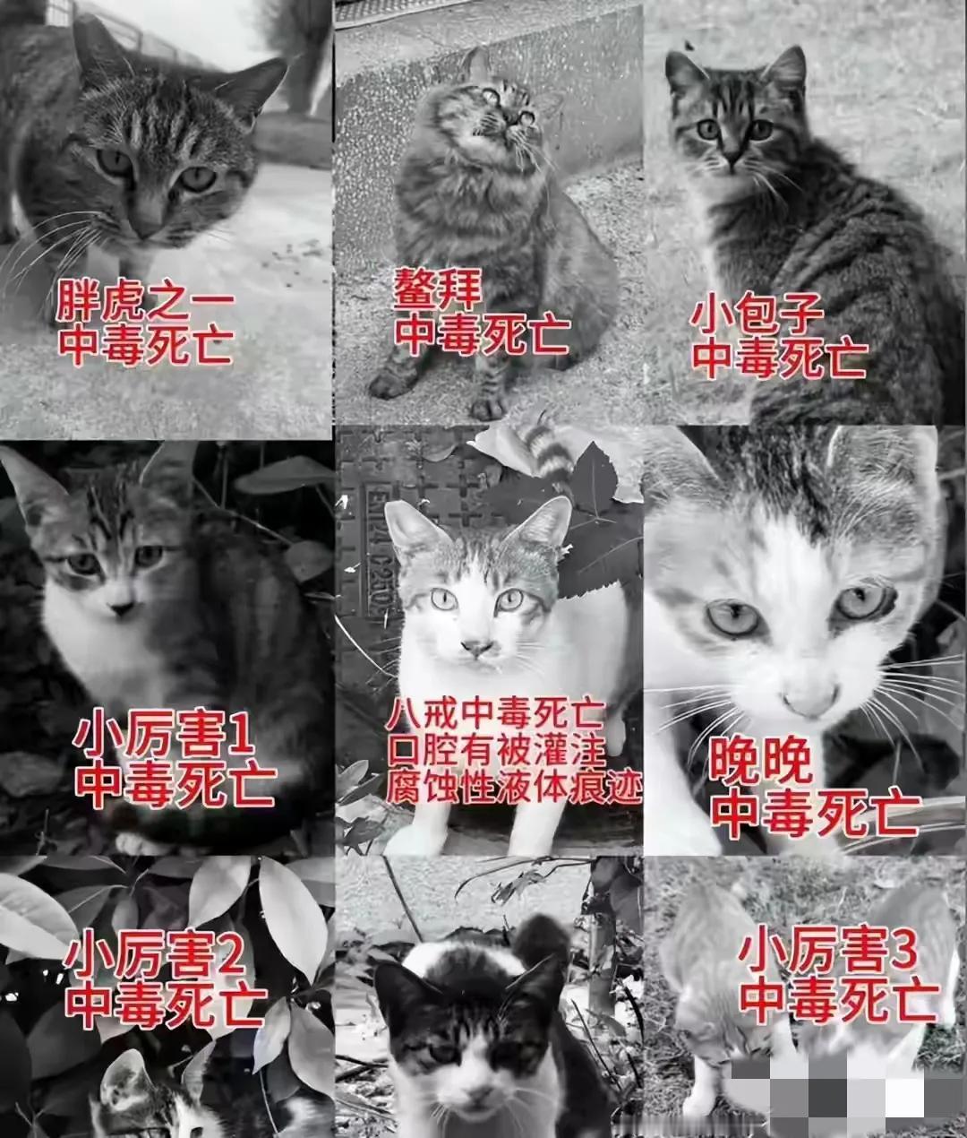 就因为这几只猫！桂林考公笔试第一名被群起而攻之！到底犯了多大的错，竟然被很多网友