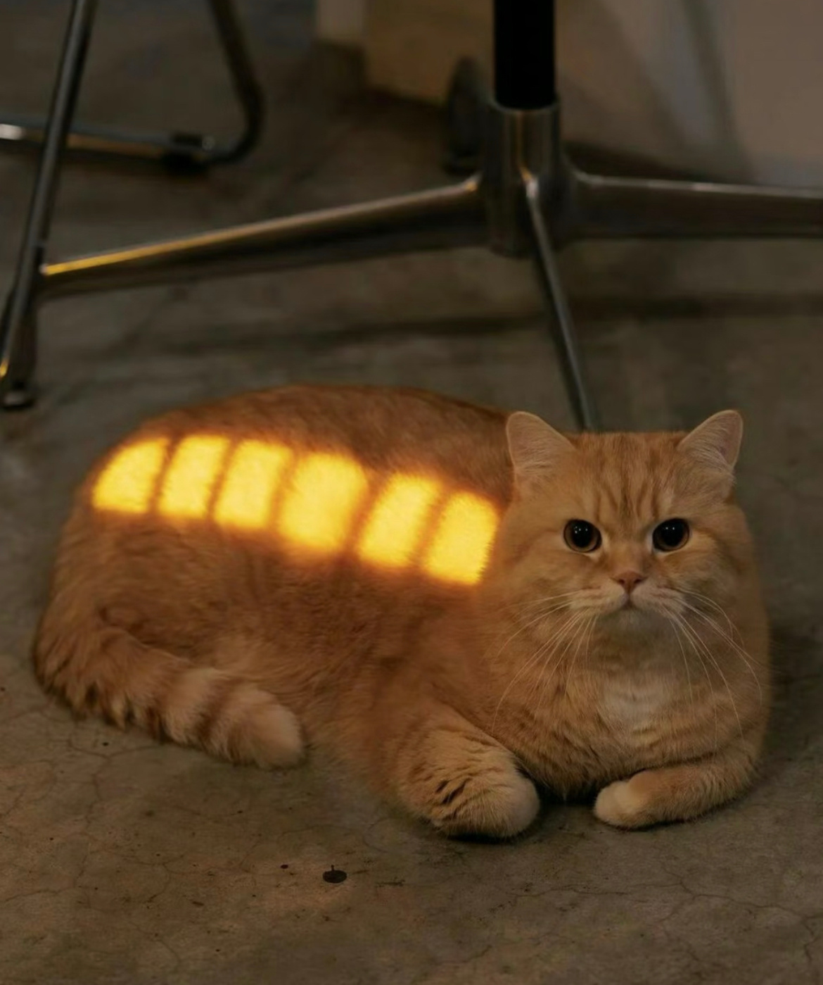 早家人们～能量小猫祝你今日电量满格早安