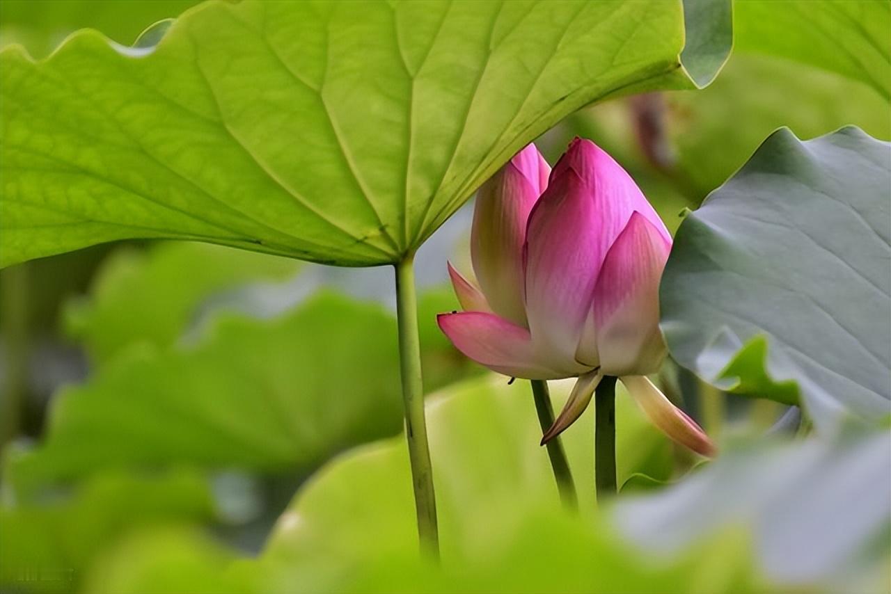 生活如水，人生似茶，再好的茶放到水中一泡，时间久了，也就淡了。也许是棱角平了，或