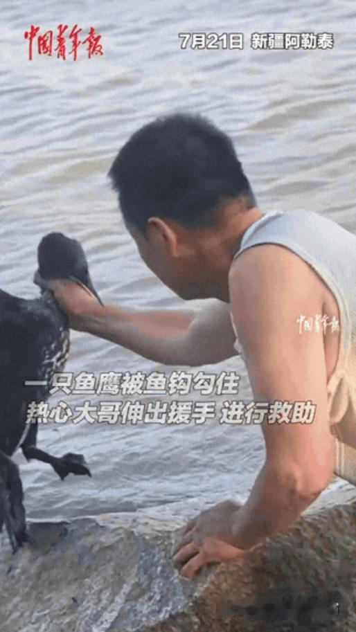 “万万没想到！”新疆阿勒泰，一只鱼鹰在河边的石头上站着，男子突然伸出手抓住了它的