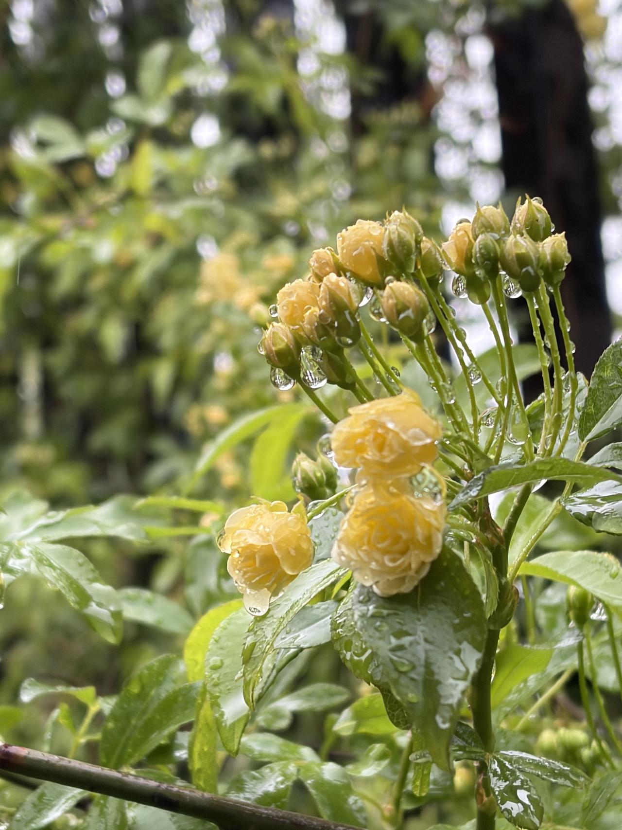 谁能拒绝一场春雨过后的浪漫花海！随手拍下的雨后黄木香，直接拍出满分春日大片，氛围
