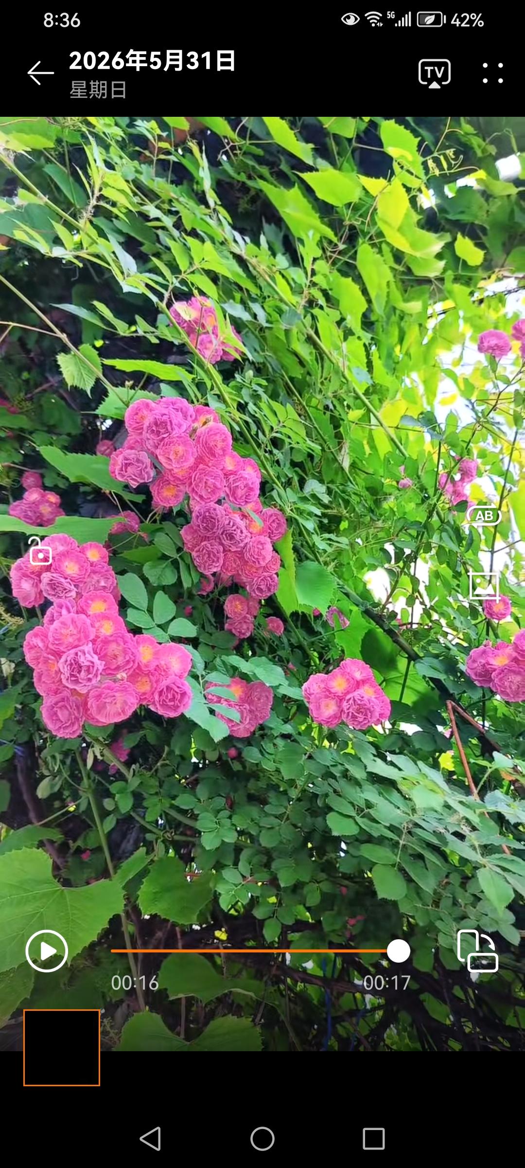 柔枝绕架缀红妆，
浅粉轻含晓露香。
不与群芳争烂漫，
自成春色满篱墙。