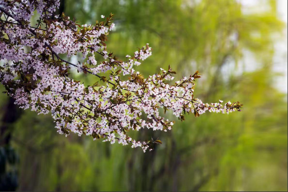 粉白的花簇在枝头轻轻颤，像把春日的温柔都揉成了细碎的云，连风过都带着清甜的香。