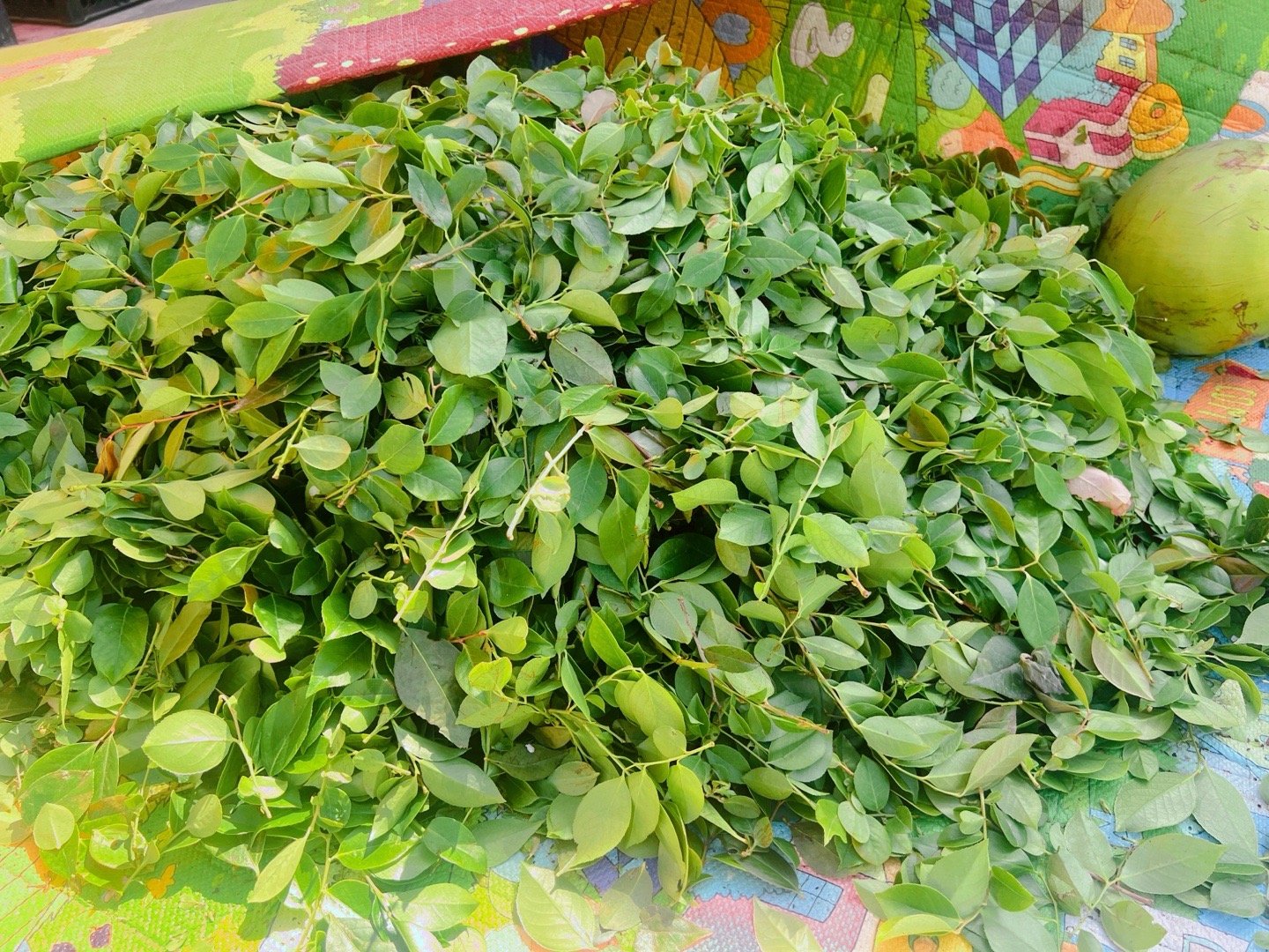 生活点滴 四月八，吃乌饭…… ​​​