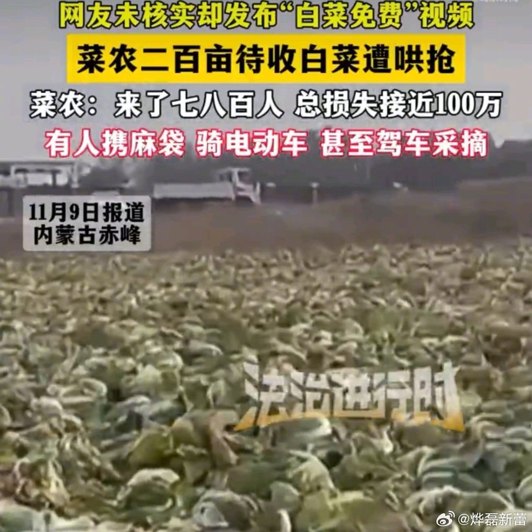 【网友发白菜免费视频致菜农损失百万】菜农二百亩待收白菜遭800人哄抢为什么没有第