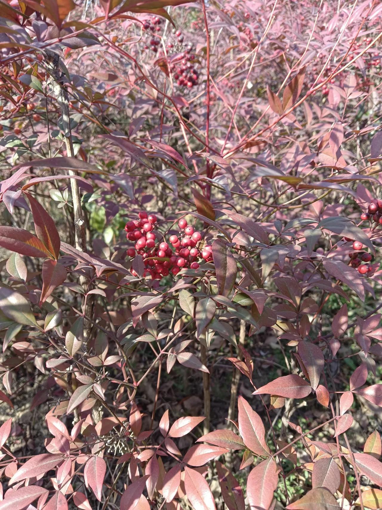 在公园的一处隐秘处发现了这种奇特的植物，也许你说见过 但是你见过它结的果实了吗？